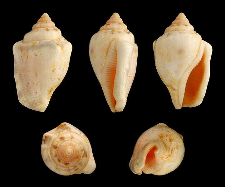 File:Canarium ochroglottis 01.JPG