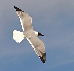 Caneel Bay Seagulls By Caneel Beach 09, crop.jpg