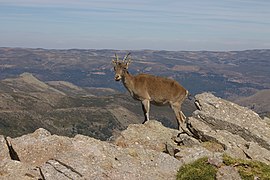 Female iberian ibex (Capra pyrenaica) in Sierra de Gredos