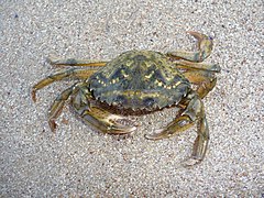 Un crabe vert de Méditerranée