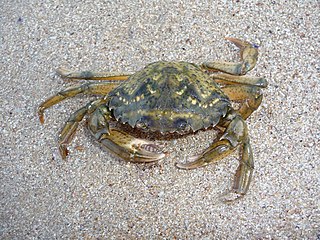 <i>Carcinus aestuarii</i> Species of crab