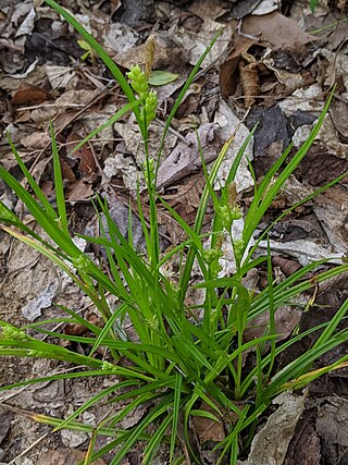 <i>Carex blanda</i> Species of grass-like plant