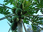 Carica papaya frutos verdes.jpeg