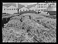 Carloads of sugar cane at the mill (1942)