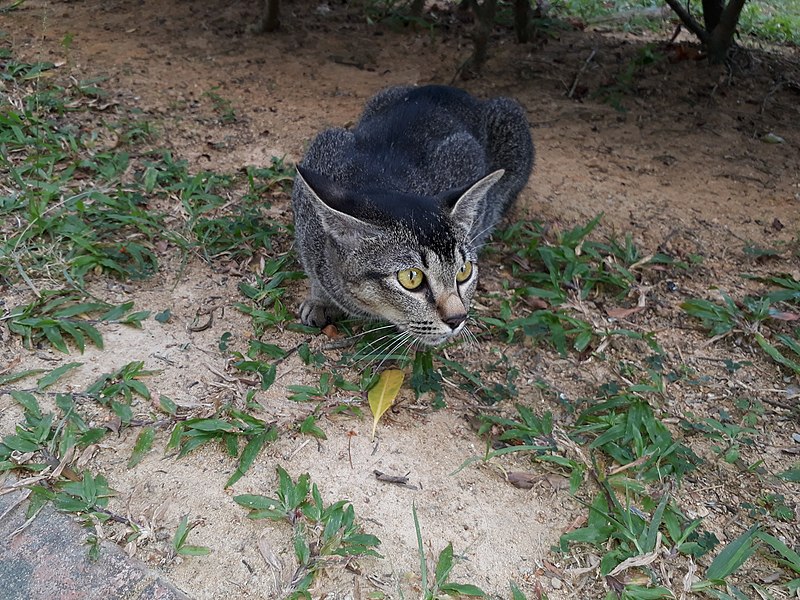 File:Cat Sitting on a Patch of Soil and Grass.jpg