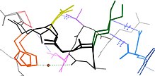 A network of alternative conformations in catalase (Protein Data Bank code: 1gwe) with diverse properties. Multiple phenomena define the network: van der Waals interactions (blue dots and line segments) between sidechains, a hydrogen bond (dotted green line) through a partial-occupancy water (brown), coupling through the locally mobile backbone (black), and perhaps electrostatic forces between the Lys (green) and nearby polar residues (blue: Glu, yellow: Asp, purple: Ser). This particular network is distal from the active site and is therefore putatively not critical for function. Catalase diverse alternate conformation network.jpg