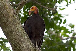 Cathartes burrovianus -Panama-8.jpg