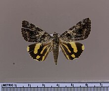 Catocala hyperconnexa MGCL 1106575 D.jpg