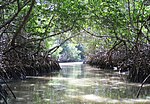 Thumbnail for Petenes mangroves