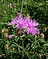 Sadler-imola (Centaurea canescens)