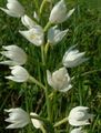 Kardalapis garbenis (Cephalanthera longifolia) Žiedai pieno baltumo