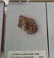 en:Ceratites semiornatus Arthaber, en:Anisian, Golo Bardo, T 277 (Coll. M. Encheva) at the en:Sofia University "St. Kliment Ohridski" Museum of Paleontology and Historical Geology