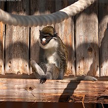 Cercopithecus petaurista.jpg