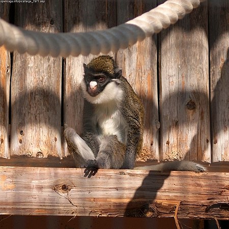 Cercopithecus petaurista