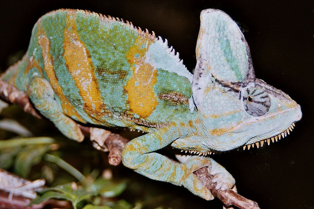 Kameleon jemeński (Chamaeleo calyptratus)