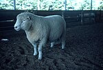 Hình thu nhỏ cho Cừu Dorset khuyết sừng