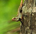 Changeable lizard (Calotes versicolor), Kerala, India.jpg
