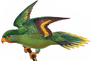 <span class="mw-page-title-main">Red-chinned lorikeet</span> Species of bird