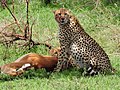 Cheetah with Impala kill (3076145594).jpg