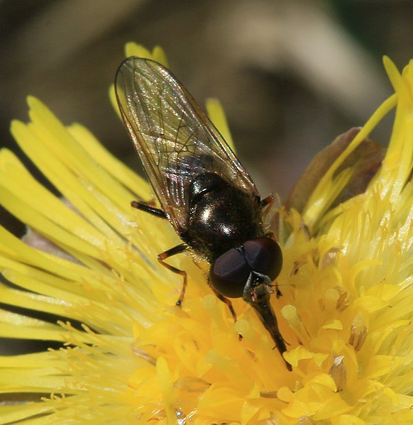 File:Cheilosia cf. pagana (male) - Flickr - S. Rae (1).jpg