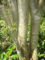 成木の樹肌