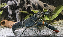 Cherax quadricarinatus im Aquarium.jpg