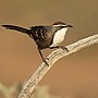 Thumbnail for Chestnut-crowned babbler