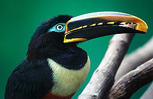 Kestane kulaklı aracari.jpg