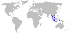 Distribution of the gray bamboo shark