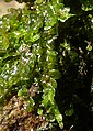 Chiloscyphus polyanthos Germany - Schwarzwald