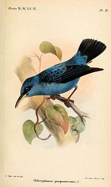 Purplish honeycreeper, illustration by Joseph Smit, 1886