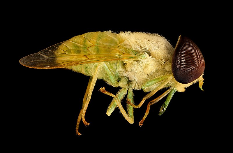 File:Chlorotabanus crepuscularis, Green horse fly, Duck, NC 2016-01-07-14.51 (23927025329).jpg