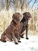 Dark and light chocolate Labrador Retrievers