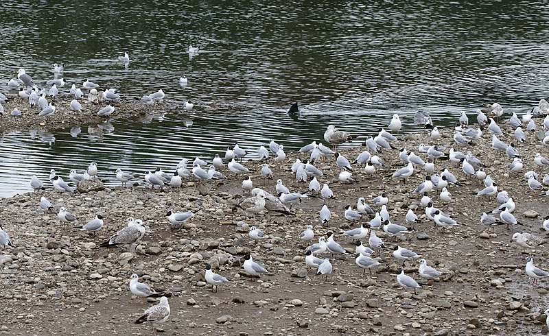 File:Chroicocephalus ridibundus - Black-headed Gull 20.jpg