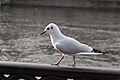 Adult (+1cy) winter plumage Black-headed Gull (Chroicocephalus ridibundus).