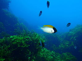 Chromis klunzingeri