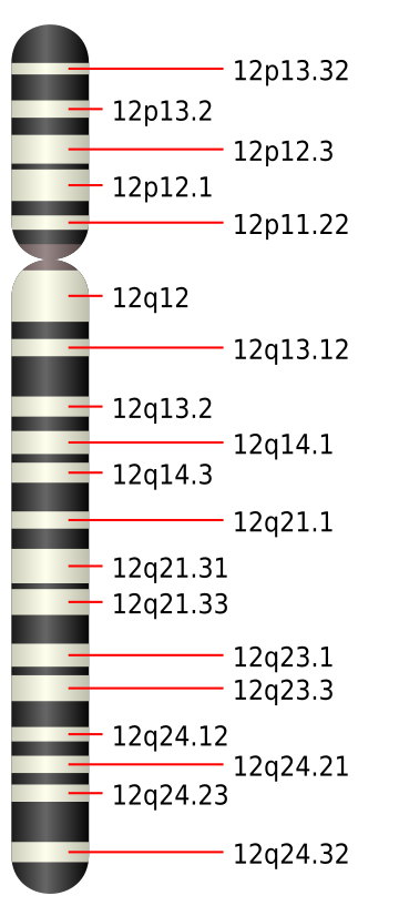 Cromozomul uman 12