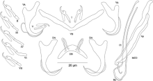 Cichlidogyrus evikae (Monogenea ، Ancyrocephalidae) .گیف