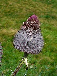 Cirsium eriophorum Inflorescence