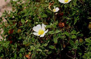 Salviebladet Soløjetræ (Cistus salvifolius) i makien på Korsika.