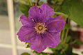 Clematis cv. 'General Sikorski'