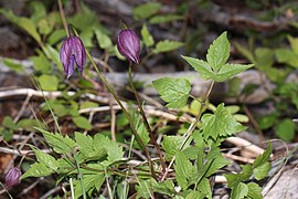 Clematis occidentalis