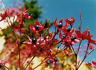 <i>Clerodendrum</i> Genus of flowering plants