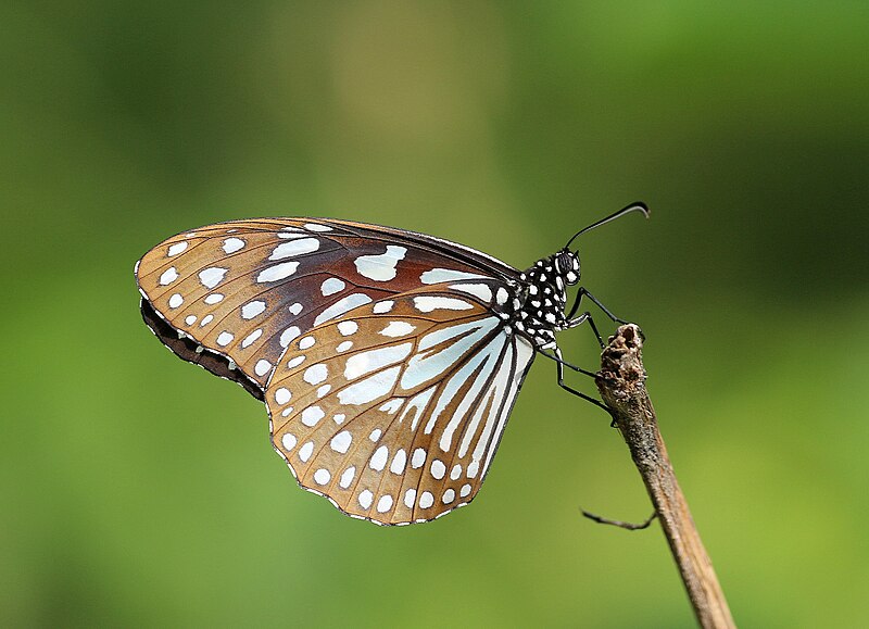 File:Close wing position of Tirumala limniace (Cramer, 1775) – Blue Tiger.jpg