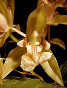 Coelogyne brunnea