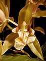 Coelogyne brunnea