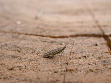 Coleophora granulatella.jpg 