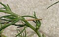 Coleophora klimeschiella larva.jpg