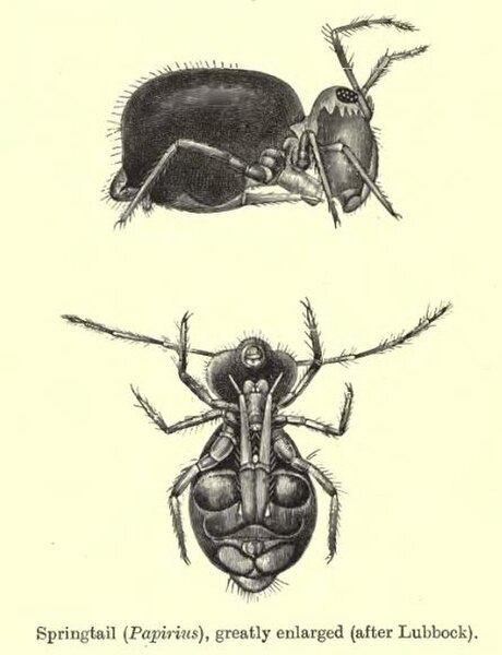 A species of Sminthurinae (Symphypleona: Sminthuridae)