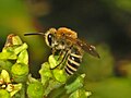 Thumbnail for Colletes